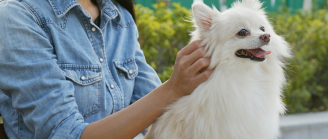 Femme masse son chien